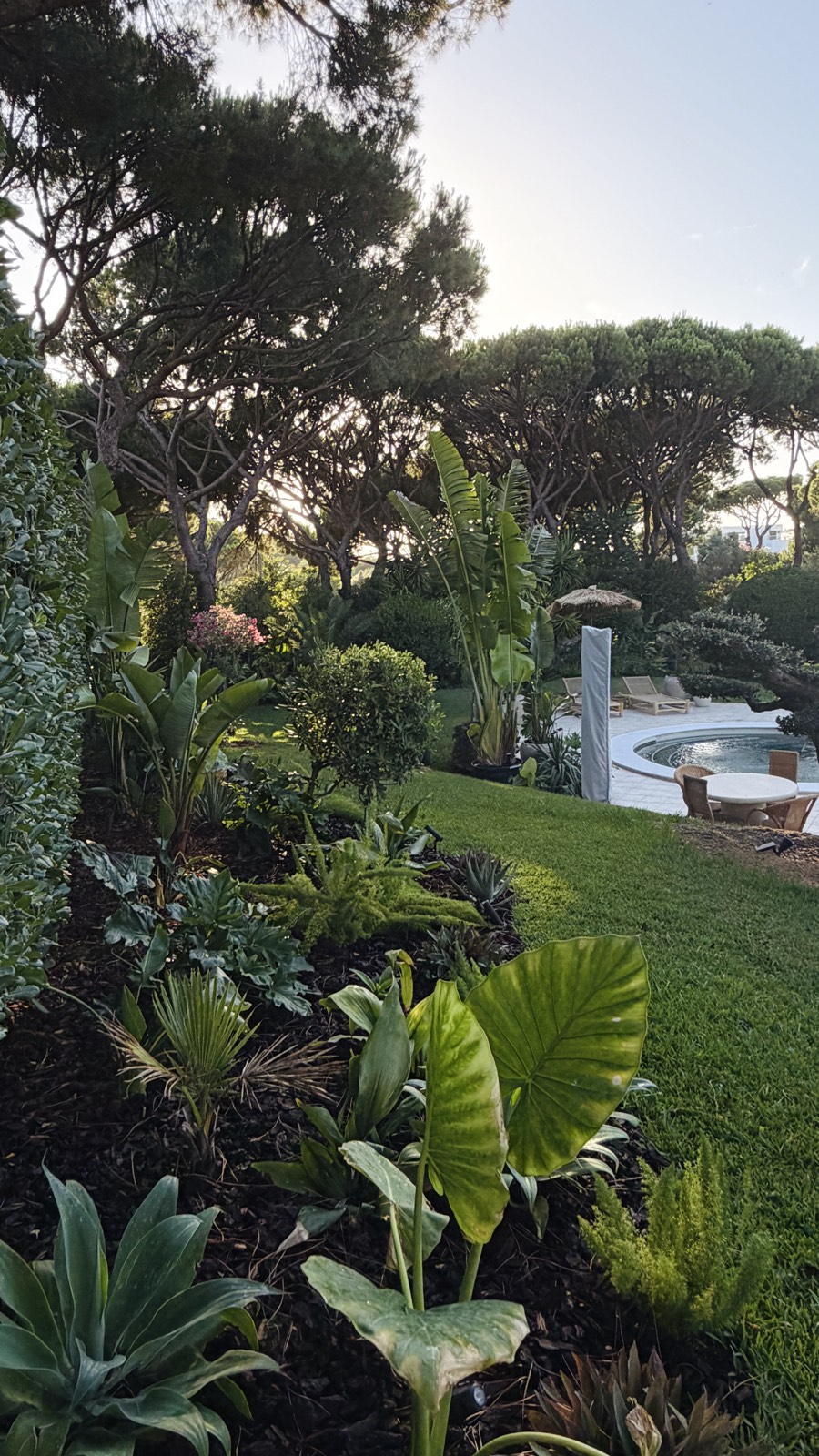 Evening light over the tropical planting, lawn and pool of the villa garden