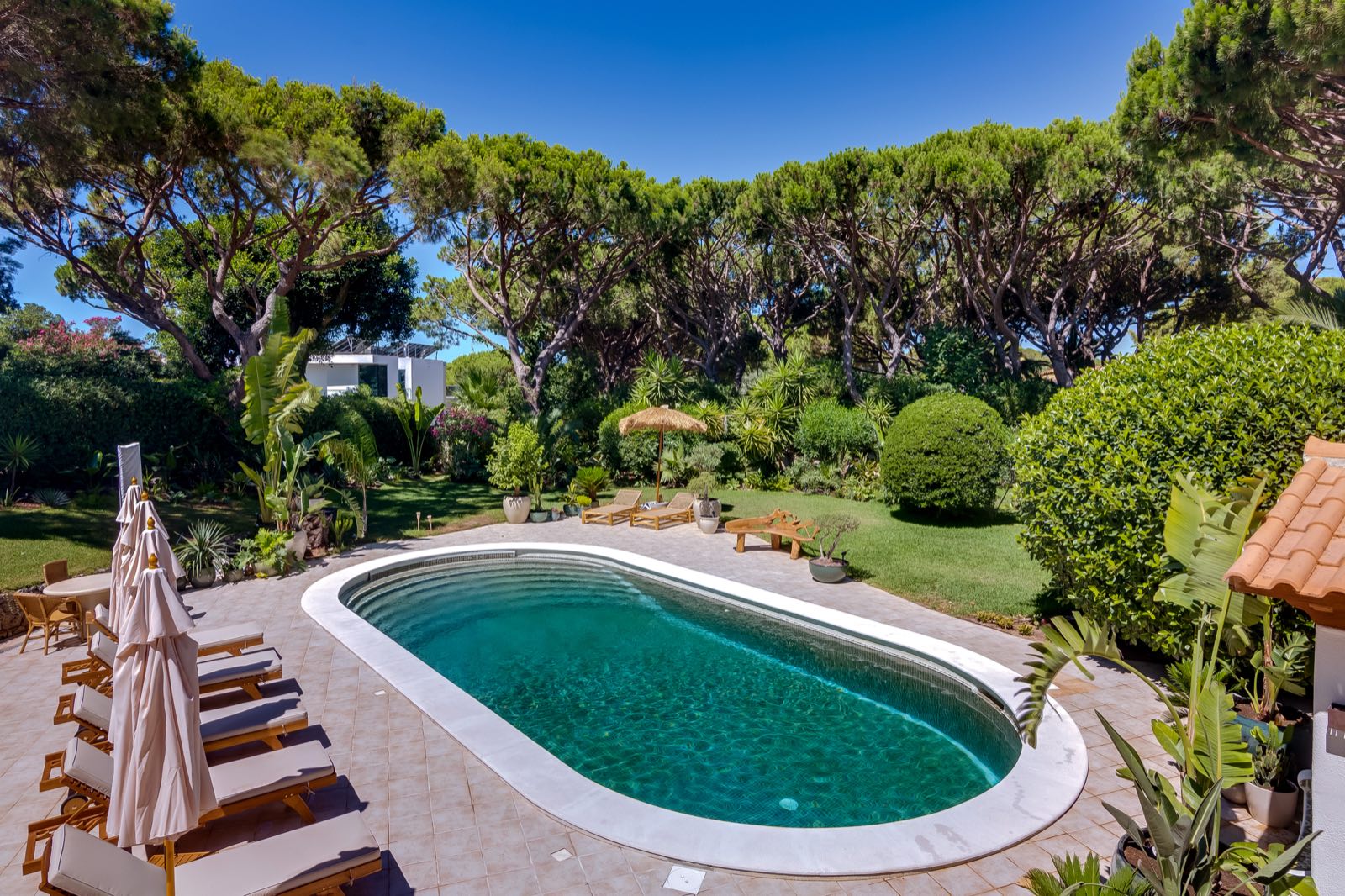 Pool framed by tall umbrella pines in the villa garden