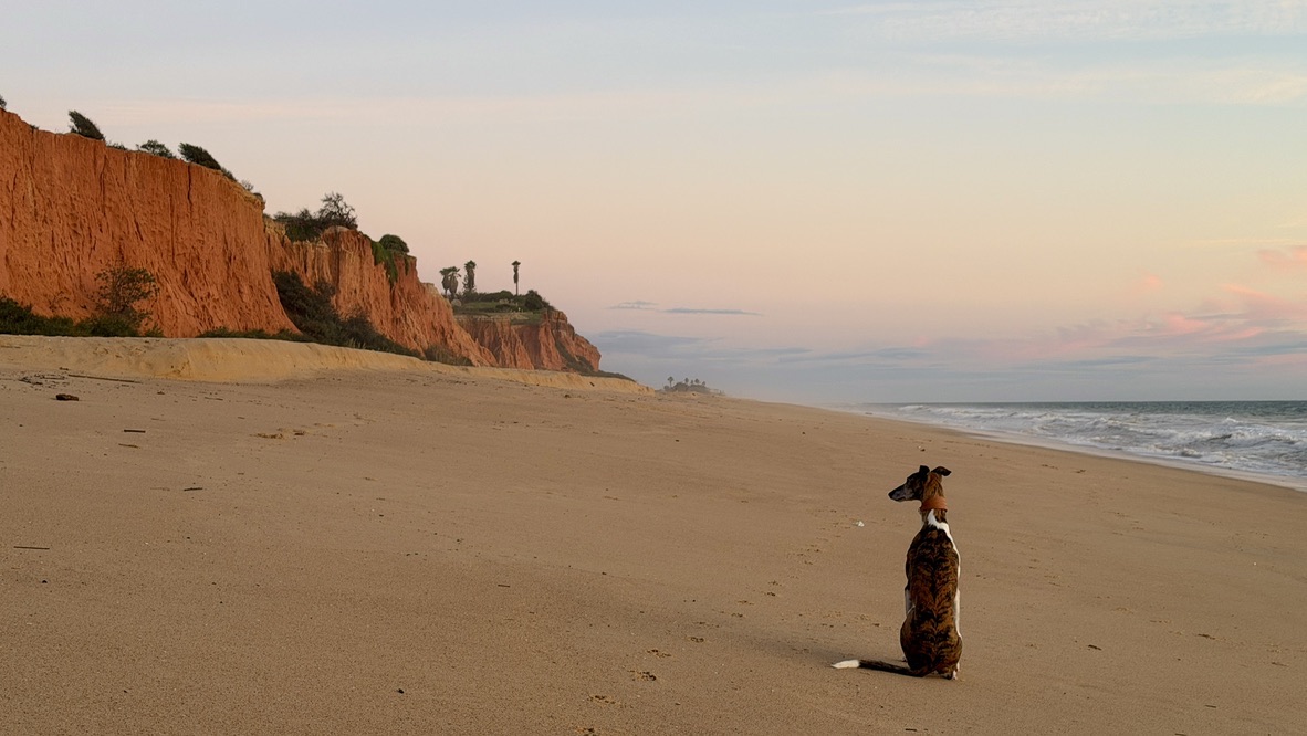 A dog sitting on the empty beach at dusk beneath the red cliffs