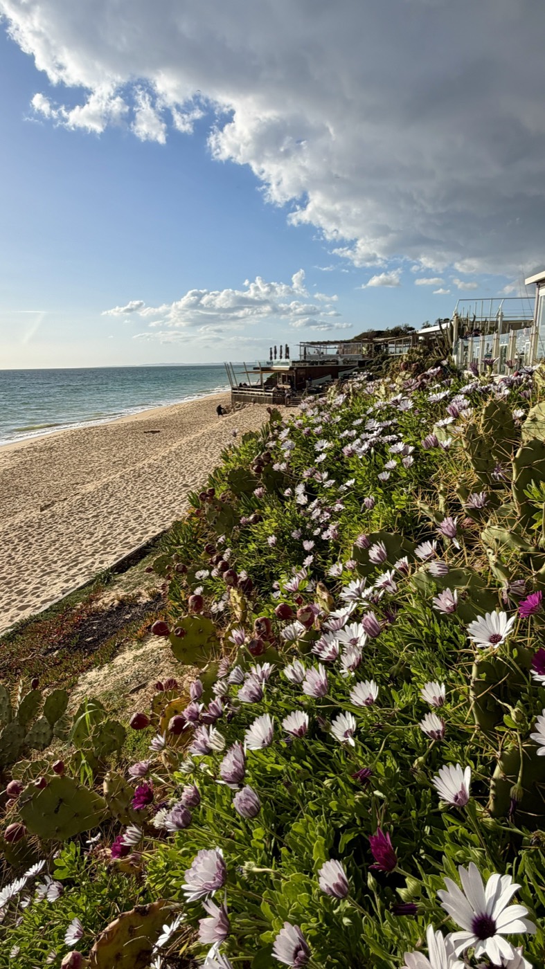 Wildflowers on the dunes above the beach with the sea beyond